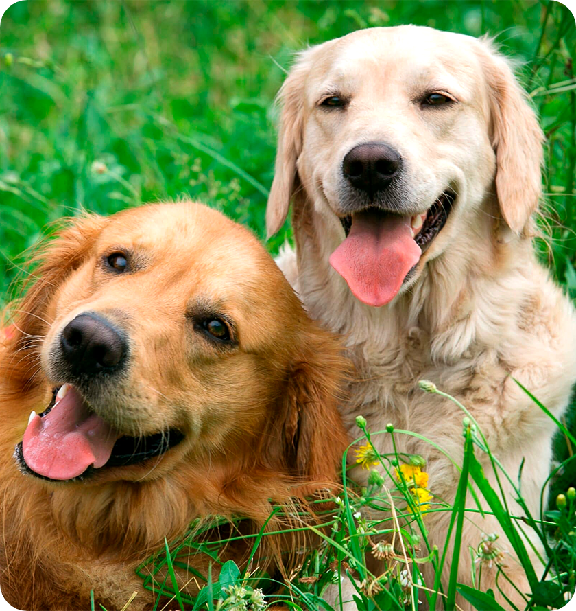 Prueba de Paternidad y Parentezco2